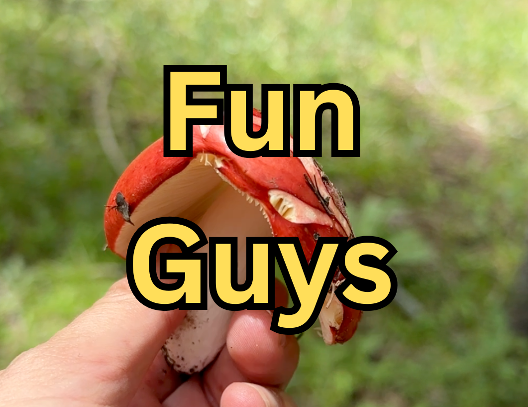 Foraging Fungi with some Fun Guys