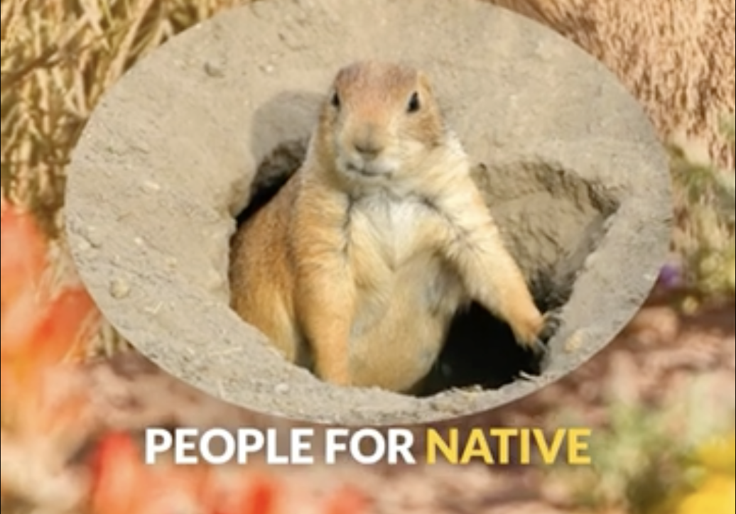 Santa Fe's Cutest Underdogs